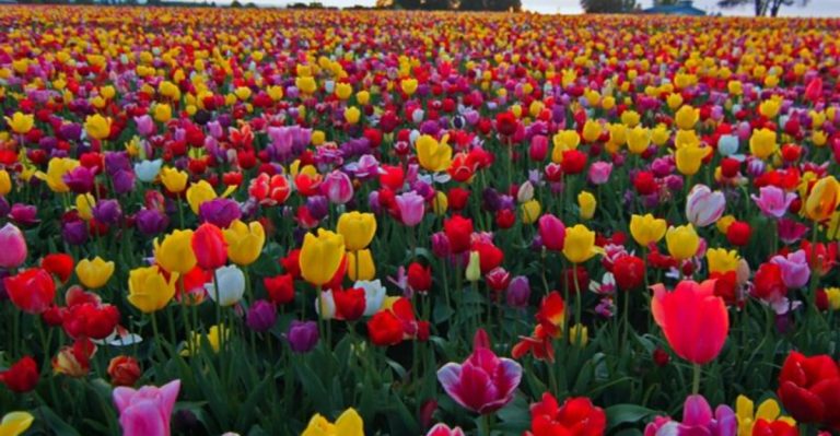 20 Gorgeous Plants That Only Look Good for 2 Weeks a Year – Are They Worth It?