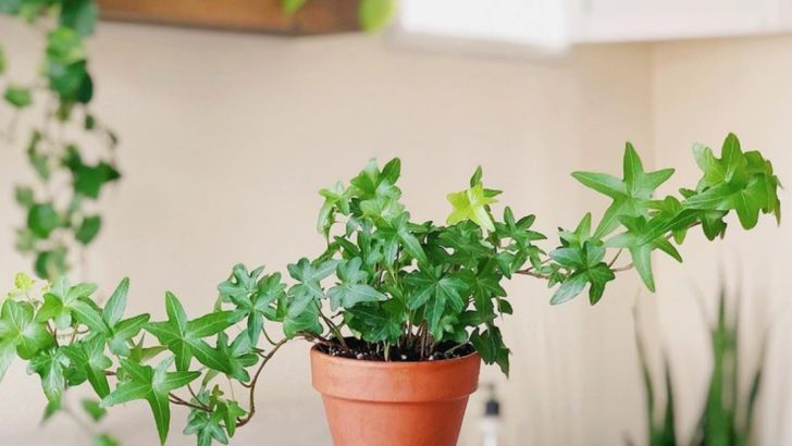20 Houseplants That Help Keep Your Home Naturally Cool
