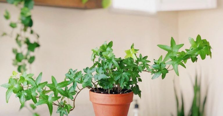 20 Houseplants That Help Keep Your Home Naturally Cool
