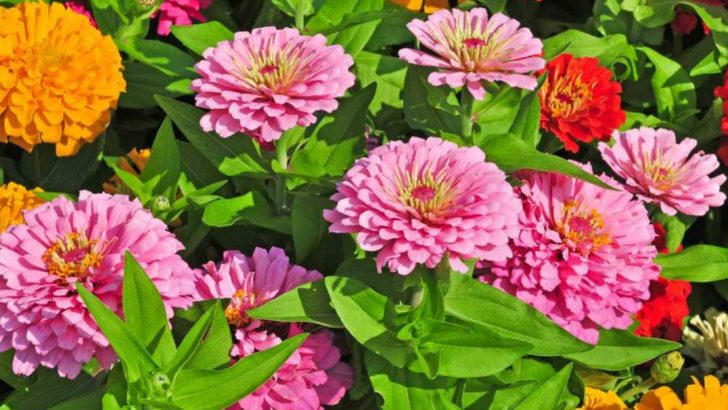 20 Last-Minute Container Plantings That Will Bloom All Summer Long
