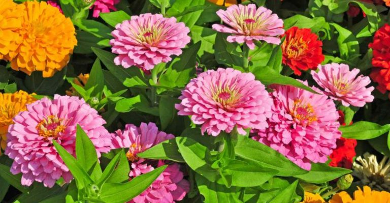 20 Last-Minute Container Plantings That Will Bloom All Summer Long