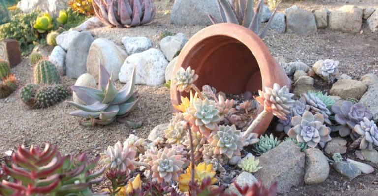 20 Low-Maintenance Gardens for Women Over 60 Who’d Rather Travel Than Weed