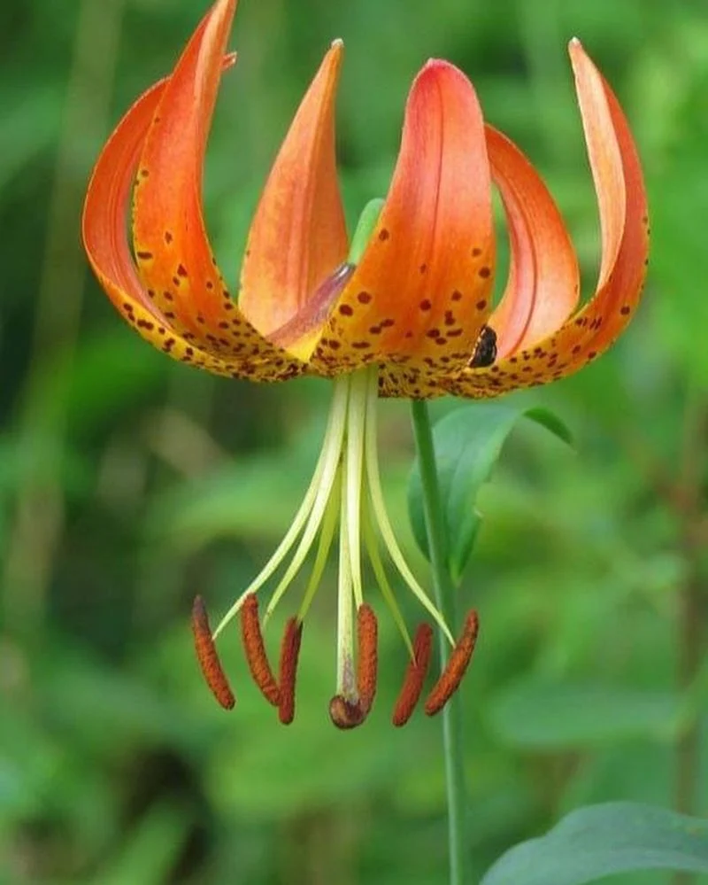 Lesser Known Lily