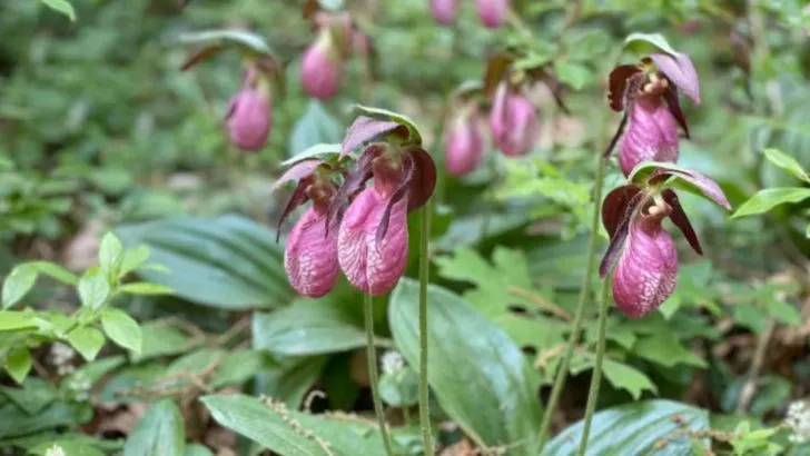 20 Plants That Get Overshadowed by Their More Popular Relatives