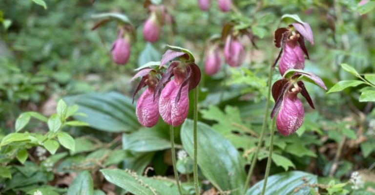20 Plants That Get Overshadowed by Their More Popular Relatives