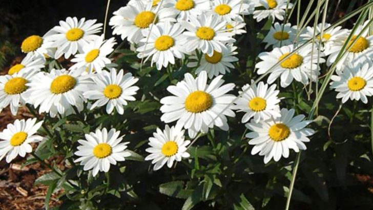 20 Popular Short-Lived Perennials and How to Keep Them Blooming Longer