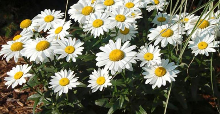 20 Popular Short-Lived Perennials and How to Keep Them Blooming Longer