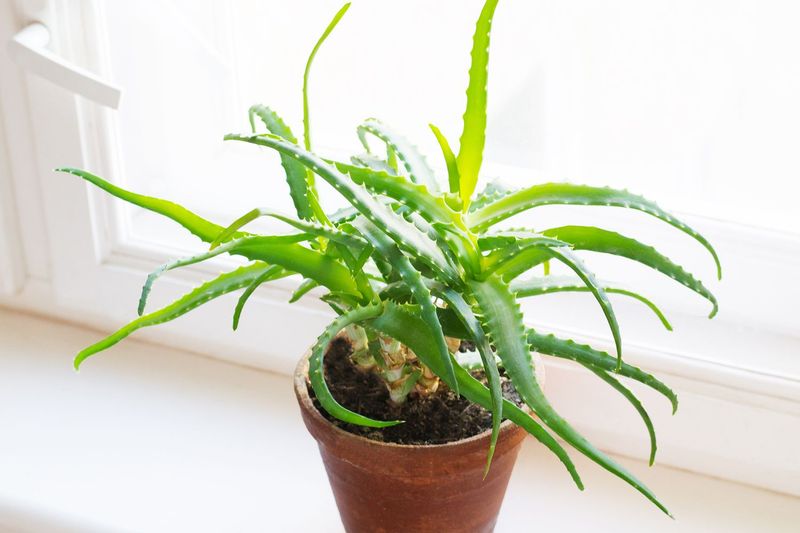 Aloe Vera