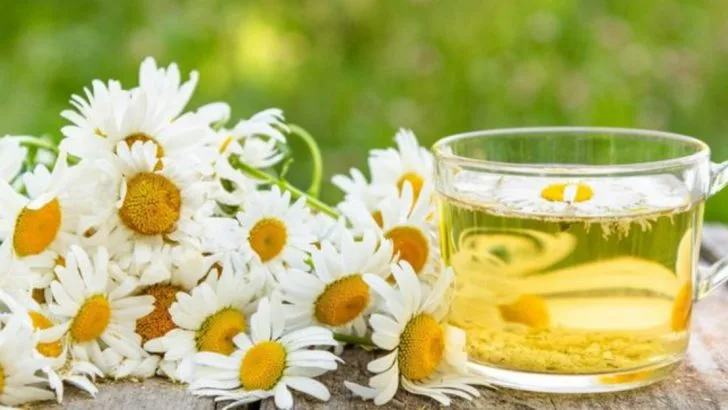 20 Stress-Relief Plants for the Sandwich Generation (Caring for Everyone But Yourself)