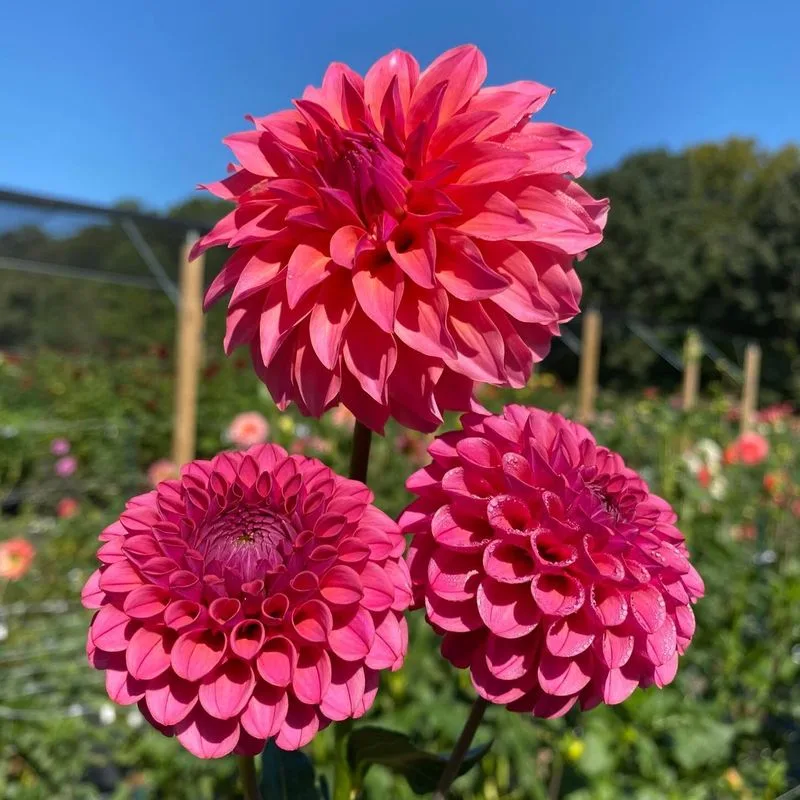 Dahlia