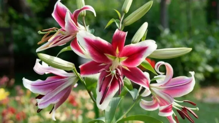 20 Summer-Blooming Bulbs You Can Still Plant Now for This Year’s Flowers