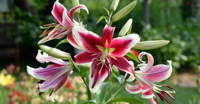 20 Summer-Blooming Bulbs You Can Still Plant Now for This Year’s Flowers
