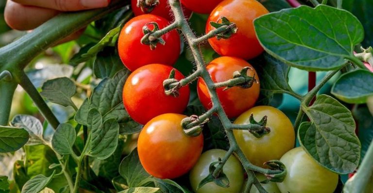 20 Crops You’d Be Silly Not To Plant in May