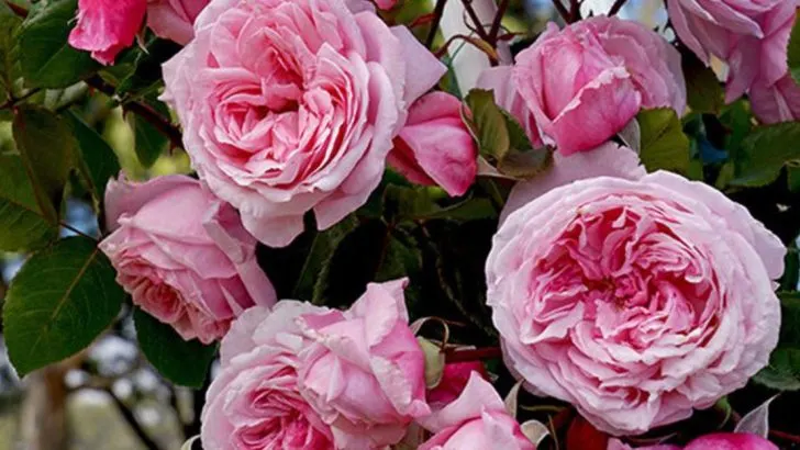 20 Culinary Flowers That Professional Chefs Are Requesting From Local Growers