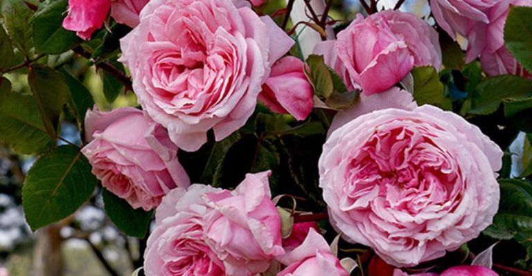 20 Culinary Flowers That Professional Chefs Are Requesting From Local Growers
