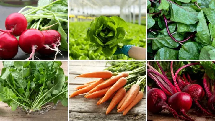 20 Easiest Vegetables to Succession Plant for a Nonstop Harvest (From Now Until Fall)