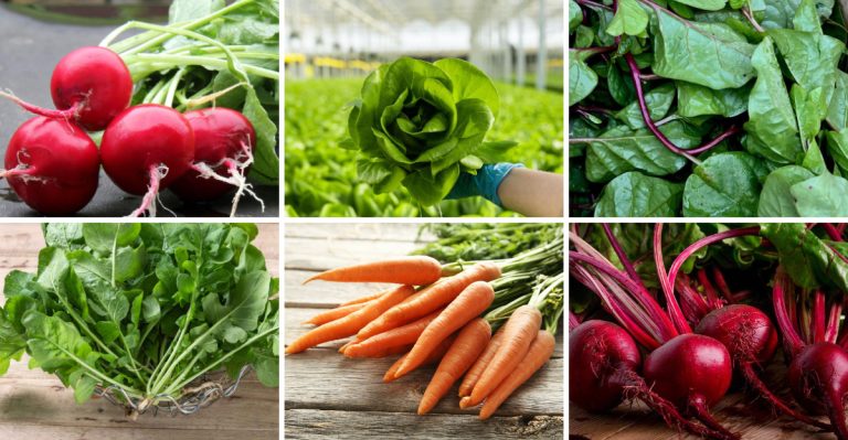 20 Easiest Vegetables to Succession Plant for a Nonstop Harvest (From Now Until Fall)