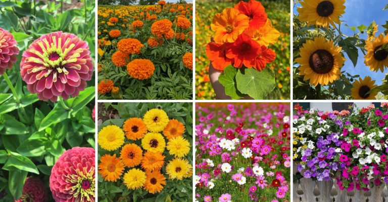 20 Fast-Growing Flowers for Late Starters (Still Time to Plant)