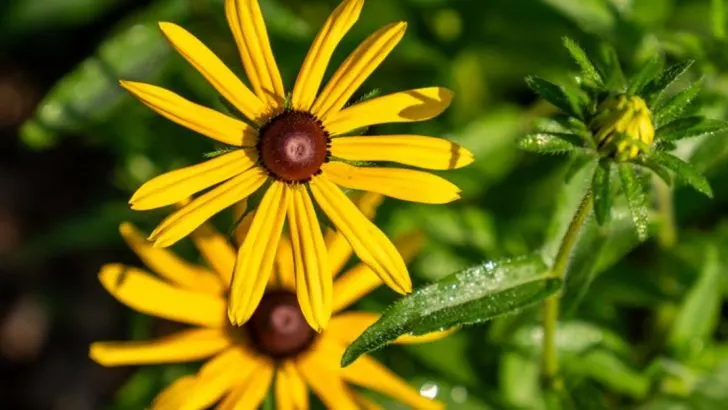 20 Perennials That Multiply So Fast You’ll Never Have to Buy Them Again