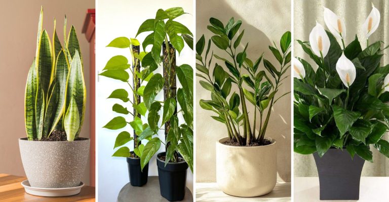 20 Perfect Plants for Renters (No Permanent Damage, Maximum Impact)