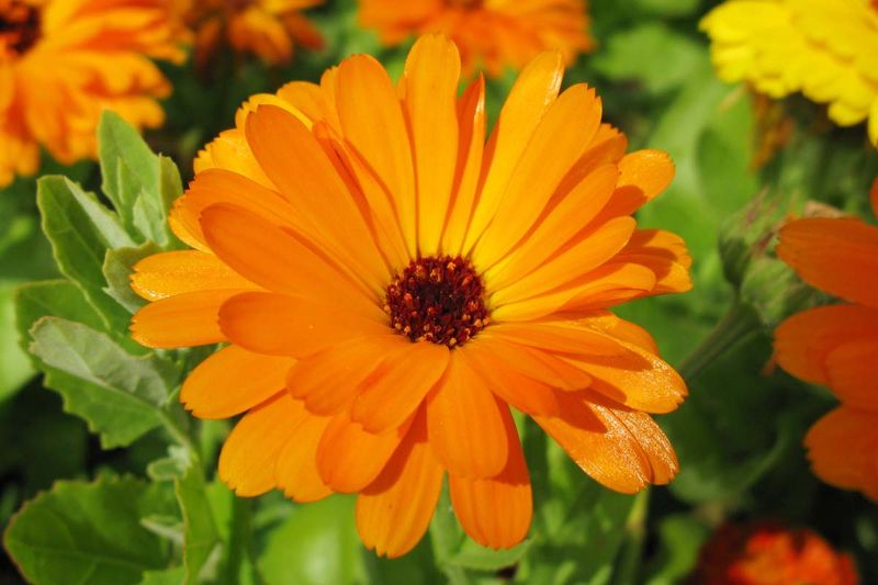 Calendula