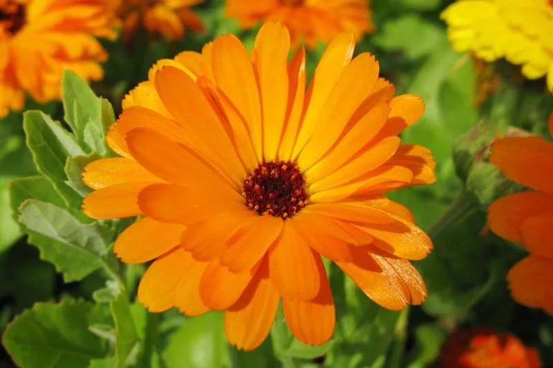 Calendula