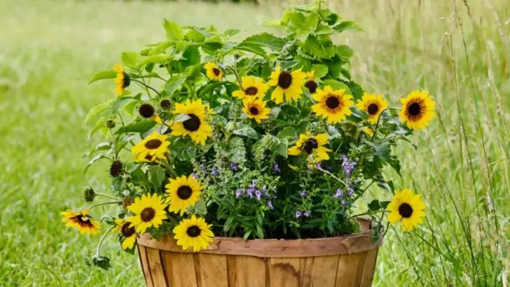 21 Edible Flowers You Can Grow in Containers (Surprisingly Delicious!)