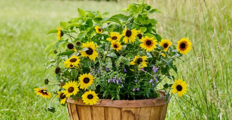 21 Edible Flowers You Can Grow in Containers (Surprisingly Delicious!)