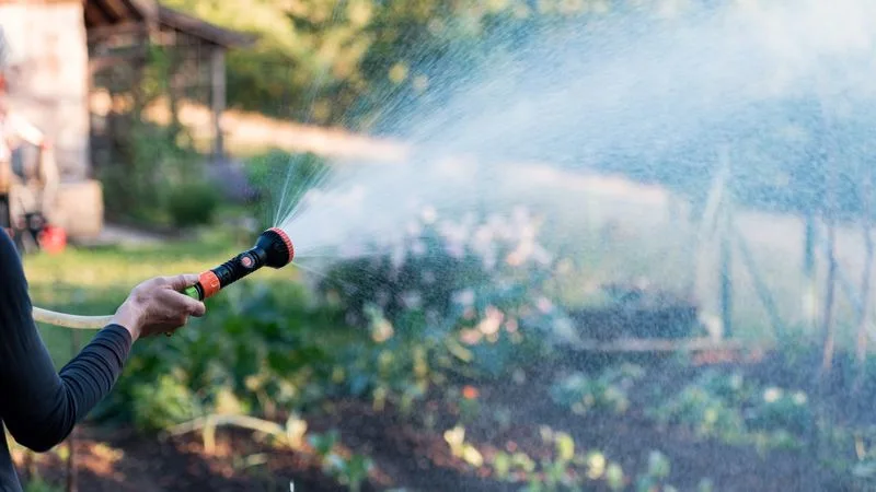 Overwatering Plants