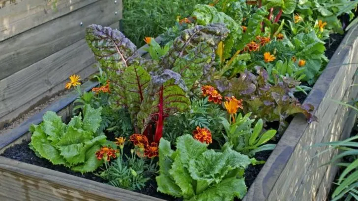 21 Garden Mistakes People Make in June (And How to Fix Them Before It’s Too Late)