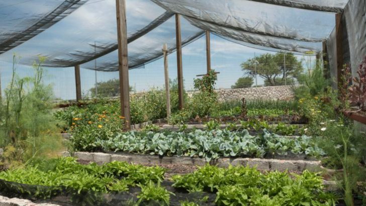 21 June Garden Tasks That Prevent Summer Disasters
