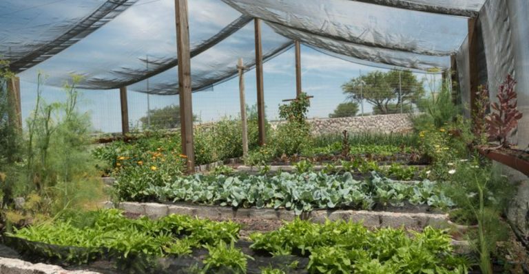 21 June Garden Tasks That Prevent Summer Disasters