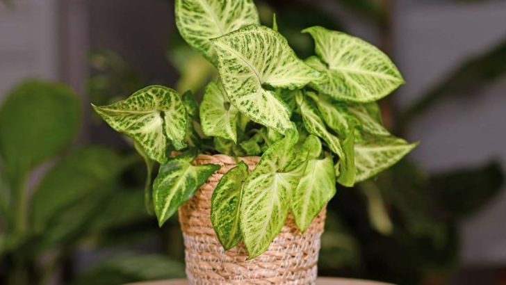 21 Plants That Thrive in Basements (Even Without Windows)