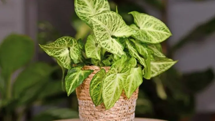 21 Plants That Thrive in Basements (Even Without Windows)