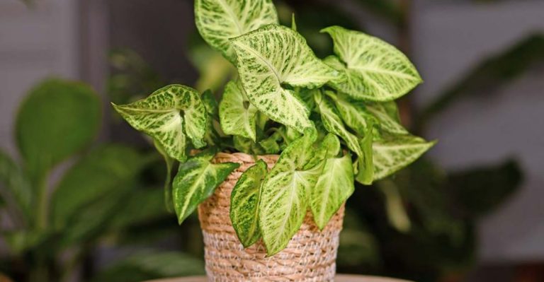 21 Plants That Thrive in Basements (Even Without Windows)