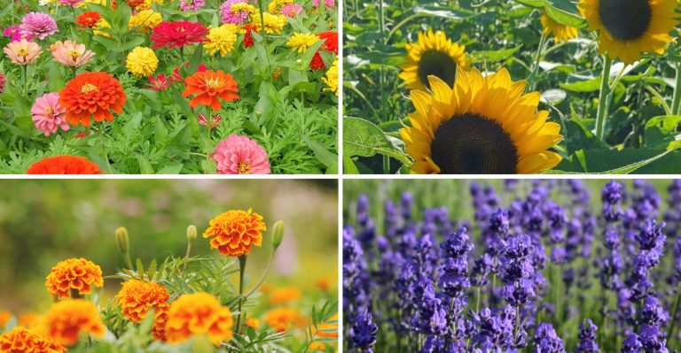 21 Summer Plants That Outperform Spring Plantings