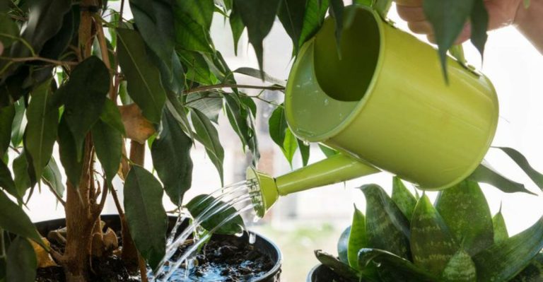 22 Garden Mistakes That Scream “First-Time Homeowner” (And How to Fix Them)