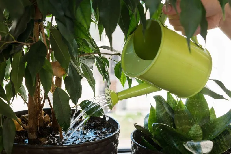 Overwatering Plants