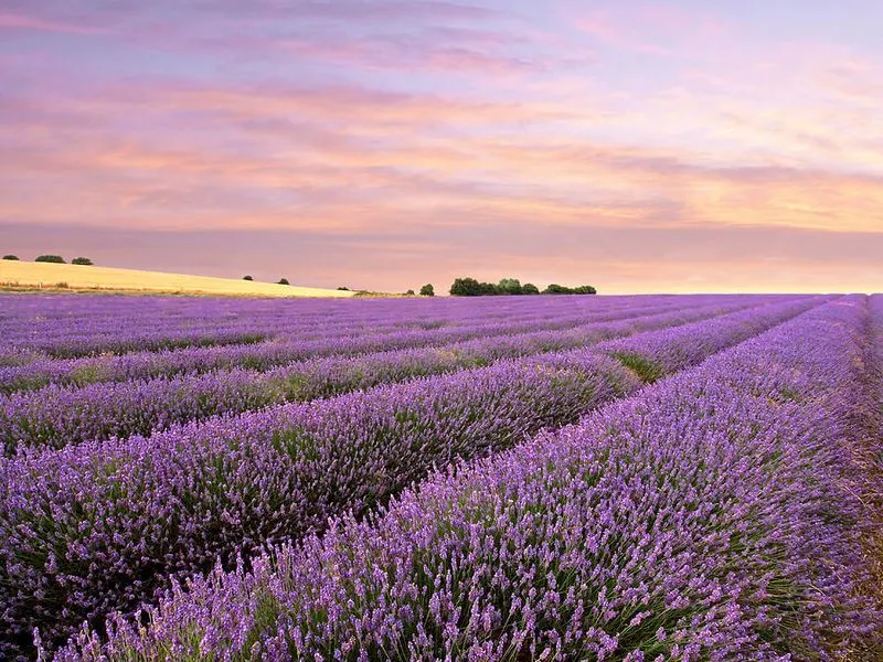 Lavender
