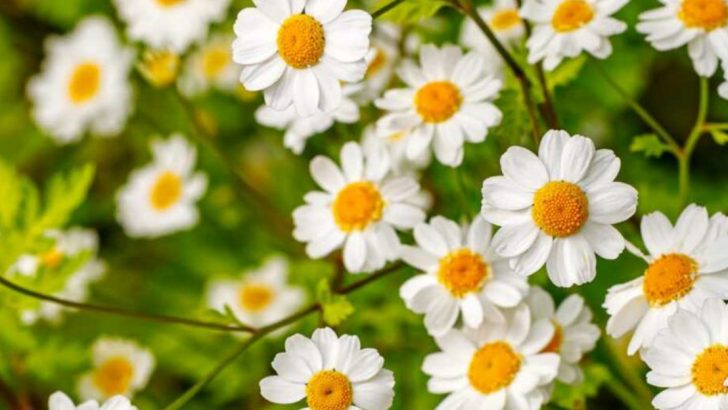 22 Healing Plants for Widowed Gardeners Starting Over