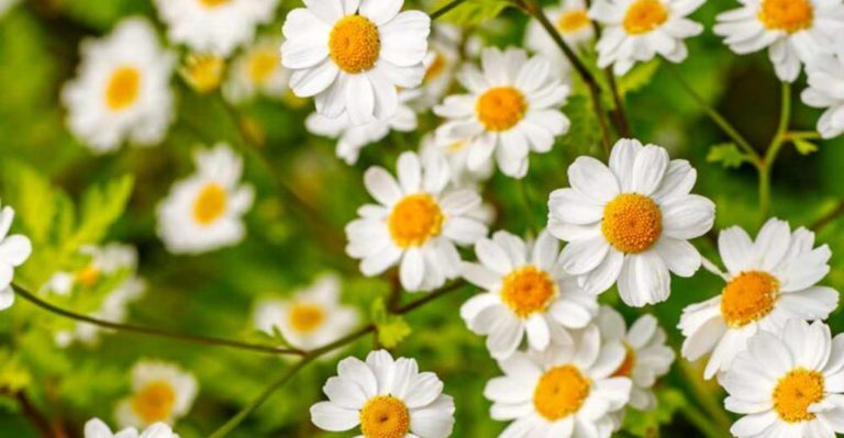 22 Healing Plants for Widowed Gardeners Starting Over