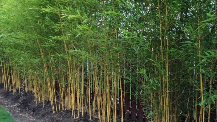 22 Plants That Survive Ice Storms and Bounce Back Strong