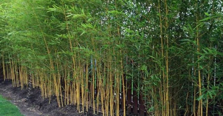 22 Plants That Survive Ice Storms and Bounce Back Strong