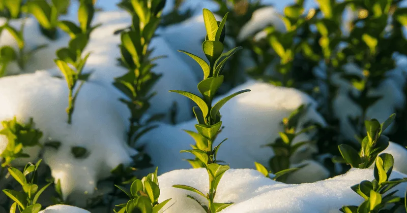 Wintergreen Boxwood