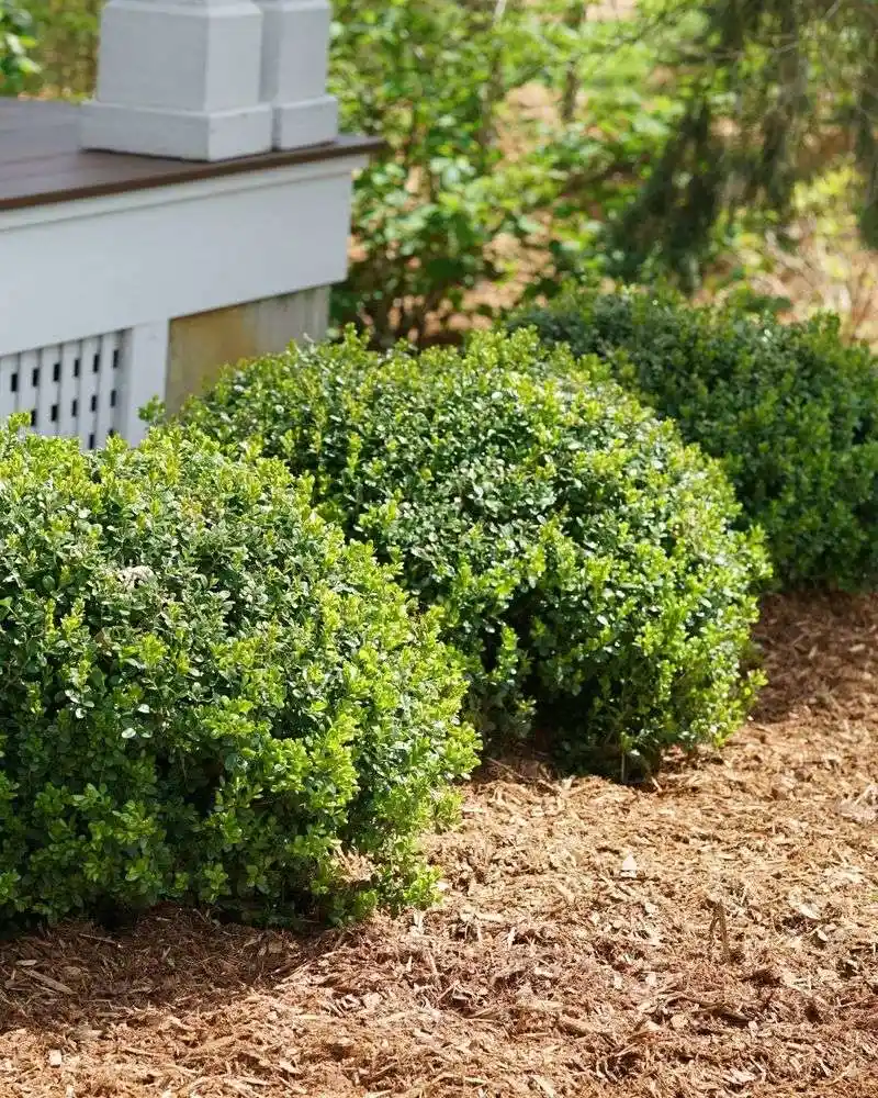 Boxwood