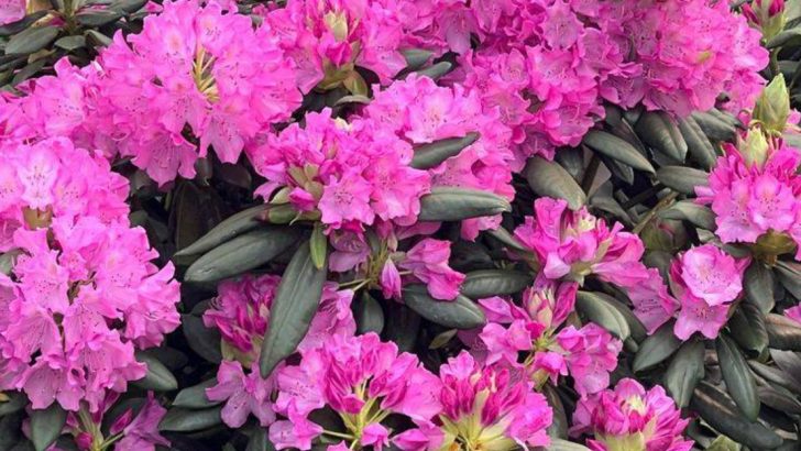22 Shrubs That Look Full From Day One (Instead of Taking 3 Years to Fill In)