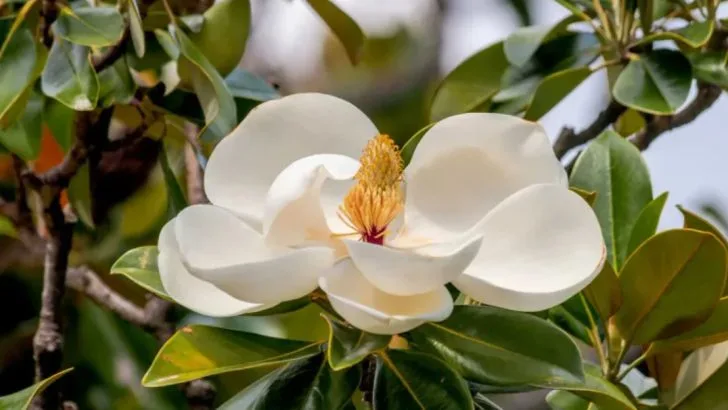 22 Different Types of Magnolia Trees and Shrubs