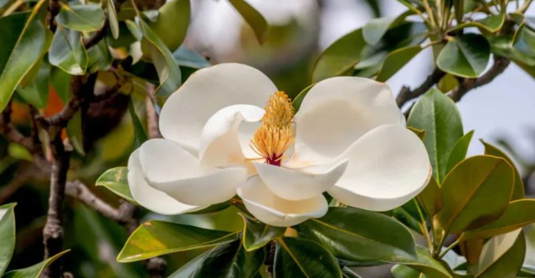 22 Different Types of Magnolia Trees and Shrubs