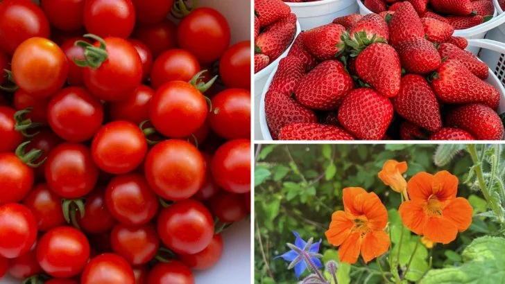 22 Tasty Plants You Can Grow in Hanging Baskets Instead of Flower