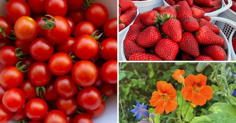 22 Tasty Plants You Can Grow in Hanging Baskets Instead of Flower